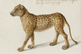 Frans Post, Jaguar, Haarlem, Noord-Hollands Archief, Master Drawings Volume 54, Number 3