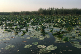 Christina Gruber: Donaudelta