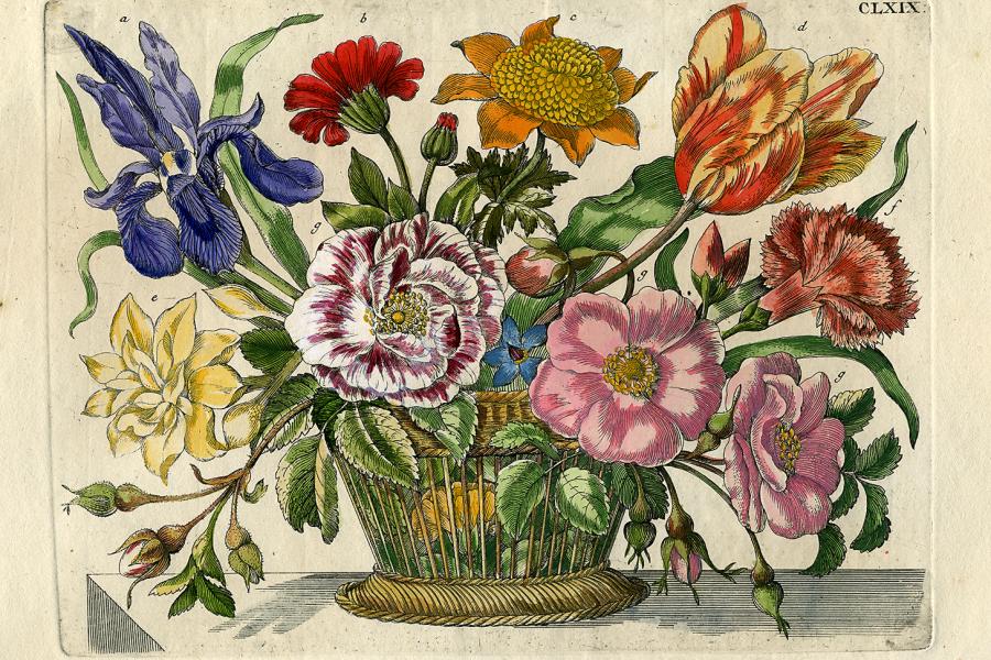 Kunstkabinetts Strehler ist der altkolorierte Kupferstich eines Blumenkorbs von Maria Sibylla Merian