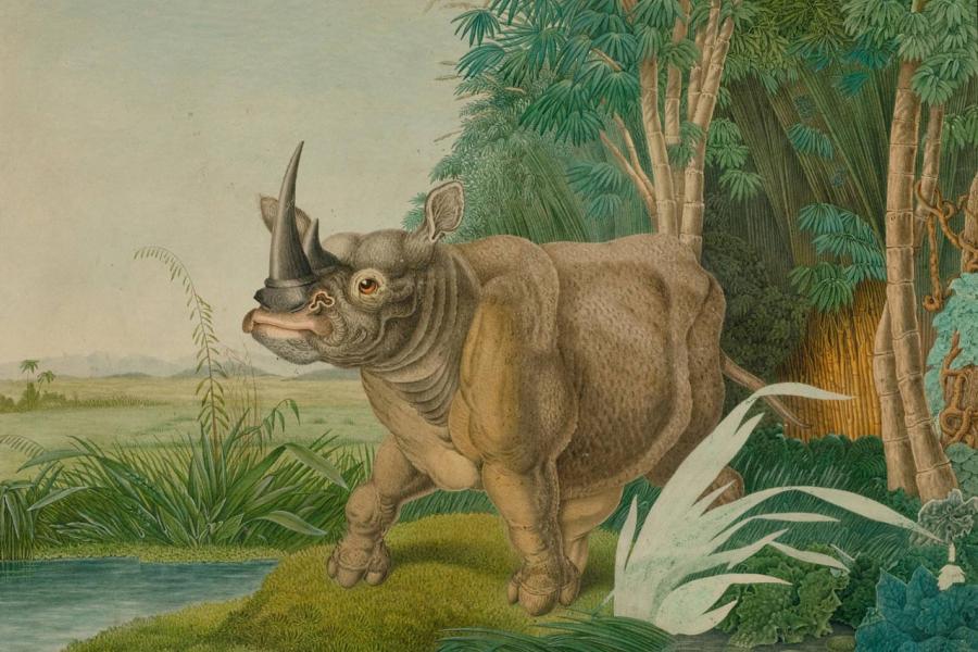 A164 / 3507 ALOYS ZÖTL (Freistadt 1803-1887 Eferding) Rhinoceros sinus. (Burchell) Feder in Schwarz und Aquarell. Signiert und datiert: A. Zötl pinx. 1861. 44x54,5 cm.  CHF 6 000 / 9 000