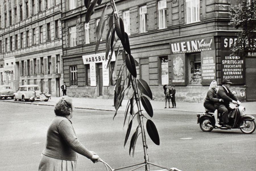 Franz Hubmann Ungewöhnlicher Pflanzentransport in Wien-Döbling 1954 © Franz Hubmann/Archiv Franz Hubmann/IMAGNO