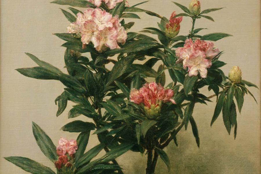 Henri Fantin-Latour Rhododendron, 1874 Öl auf Leinwand, 54 x 57 cm Wallraf-Richartz-Museum & Fondation Corboud, Köln