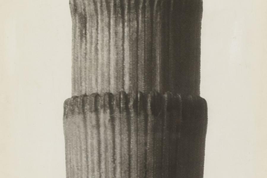 Karl Blossfeldt, Equisetum hyemale. Winterschachtelhalm, vor 1929  Stiftung Ann und Jürgen Wilde, Pinakothek der Moderne, München