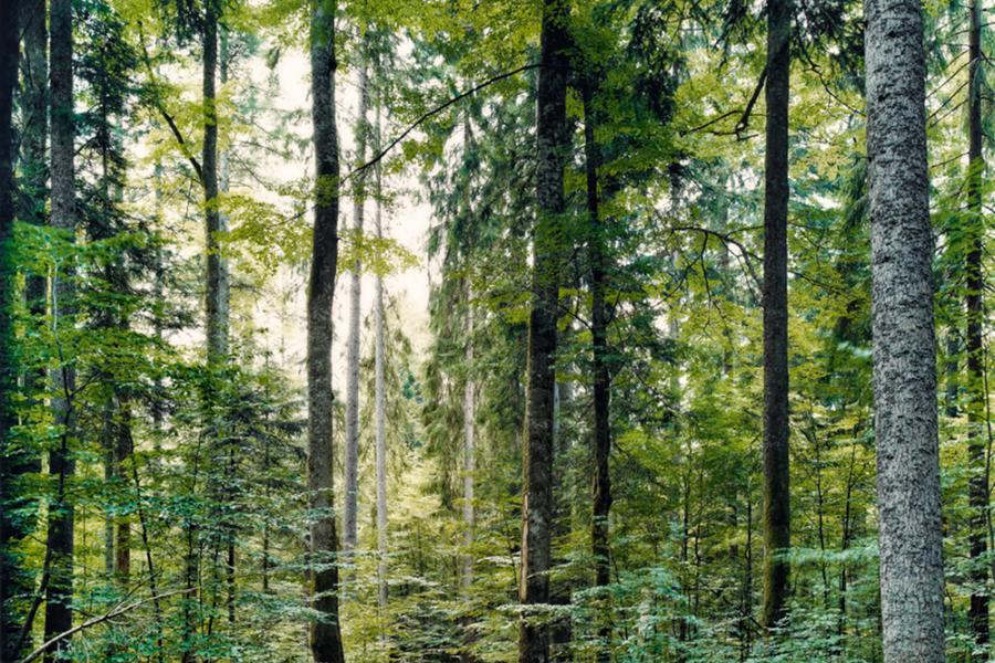 Thomas Struth Paradise 19 (Bayrischer Wald bei Zwiesel) 1999 C-Print auf Diasec 169,5 x 213,1cm Ergebnis: 82.400 Euro