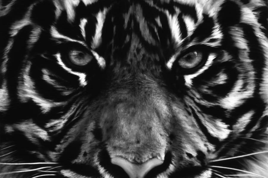 Robert Longo's Untitled (Tiger Head 2), (2011