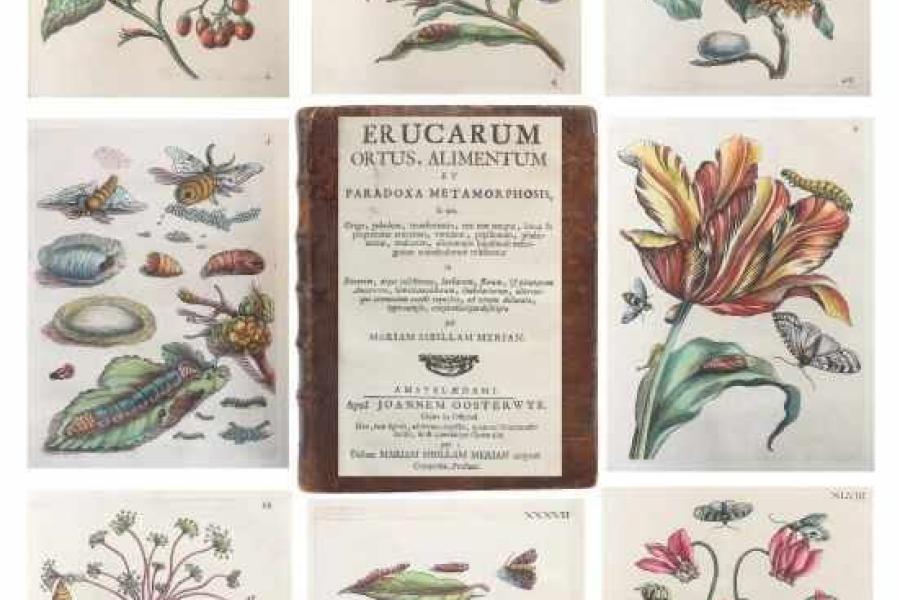 Merian, Maria Sybilla Erucarum ortus, alimentum et paradoxa methamorphosis Mindestpreis:	12.000 EUR