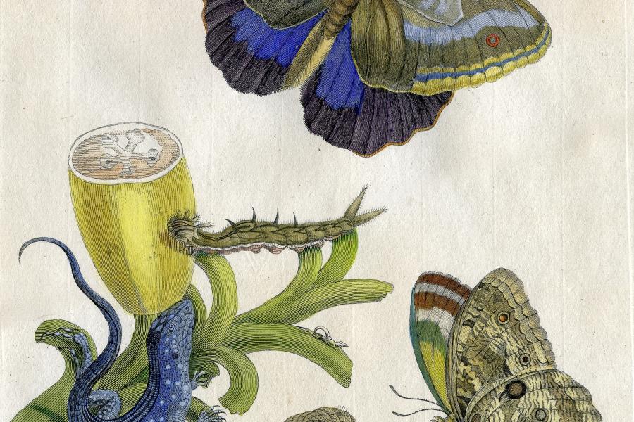 Maria Sibylla MERIAN Surinam Banane, kunstkabinett-strehler.de