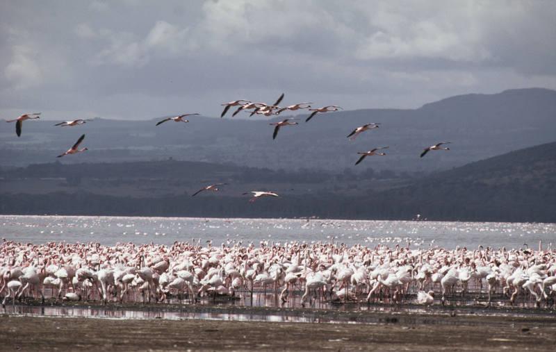 Flamingos am Lake Nakuru. ©Michel Terrettaz / WWF-Canon. Leihgabe WWF Schweiz.