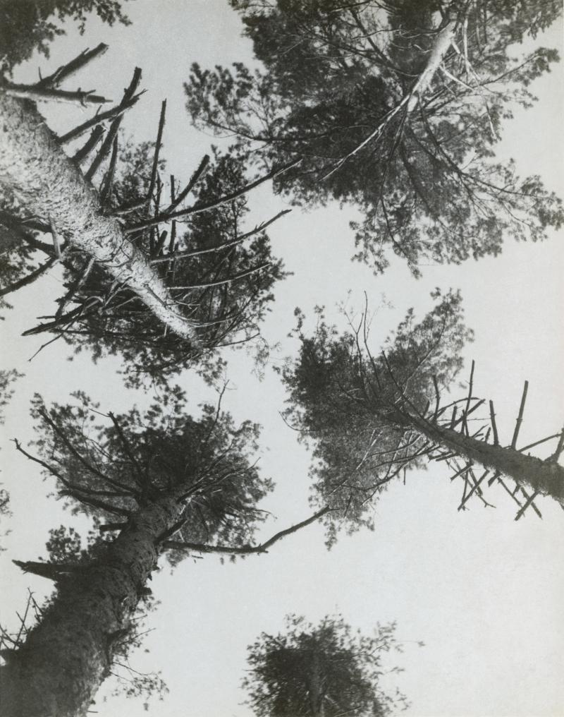 Alexander Rodtschenko Kiefern. Puschkino. 1927 Vintage Print auf Silbergelantinepapier Sammlung Museum Moskauer Haus der Fotografie / Multimedia Art Museum Moskau © A. Rodtschenko – W. Stepanova Archiv © Museum Moskauer Haus der Fotografie