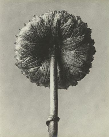 Karl Blossfeldt  Schielo 1865 – 1932 Berlin    COTULA CORONOPIFOLIA, LAUGENBLUME  1915 –1925. Vintage. Silbergelatineabzug. 29,7 x 23,8 cm (11 ¾ x 9 ⅜ in.)