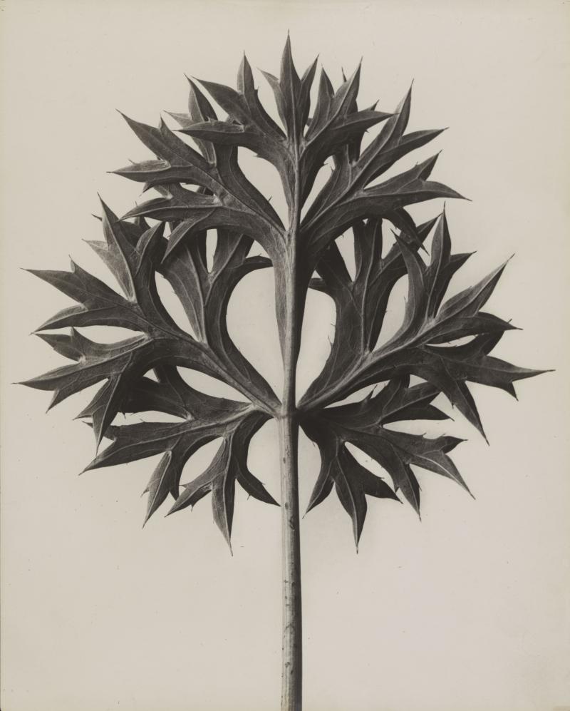 Karl Blossfeldt, Eryngium bourgatii. Mannstreu, vor 1928  Stiftung Ann und Jürgen Wilde, Pinakothek der Moderne, München