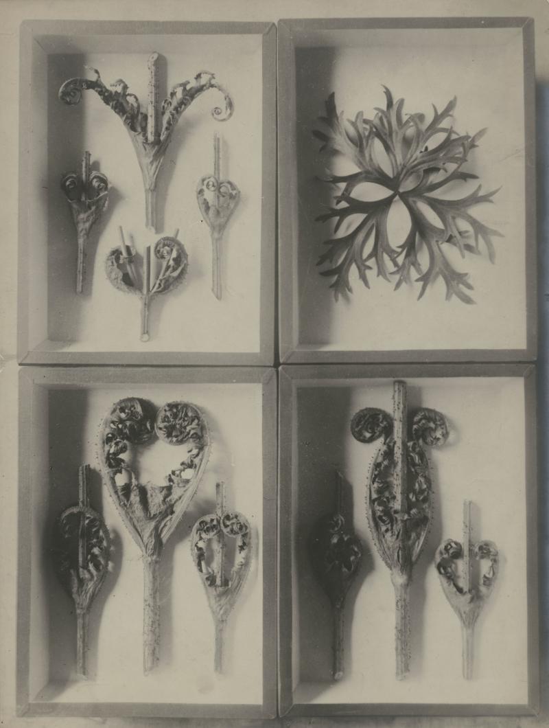 Karl Blossfeldt,Vier Herbarien mit präparierten Disteln und Rittersporn, o. J  Foto: Karl Blossfeldt | Stiftung Ann und Jürgen Wilde, Pinakothek der Moderne, München