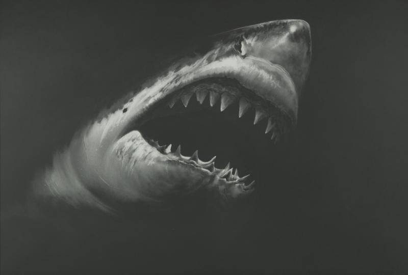 ROBERT LONGO Untitled (Shark 15), 2008. Kohlezeichnung Schätzpreis: € 350.000