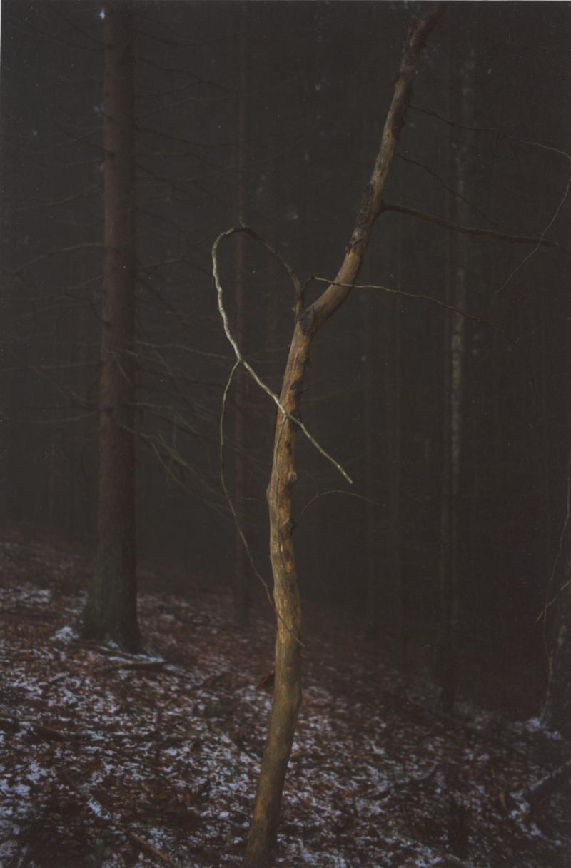 Jitka Hanzlová Ohne Titel (aus der Serie "Wald"), 2005 Albertina, Wien © Bildrecht, Wien, 2016