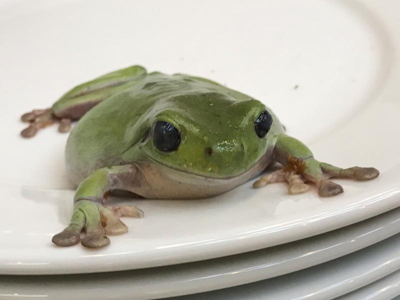 Juergen Teller Frogs and Plates No.1, 2016 © Juergen Teller