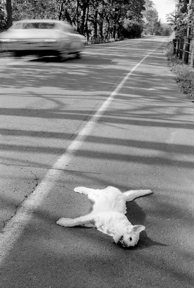 Roger Ballen Dead Cat, 1970 © + courtesy Roger Ballen