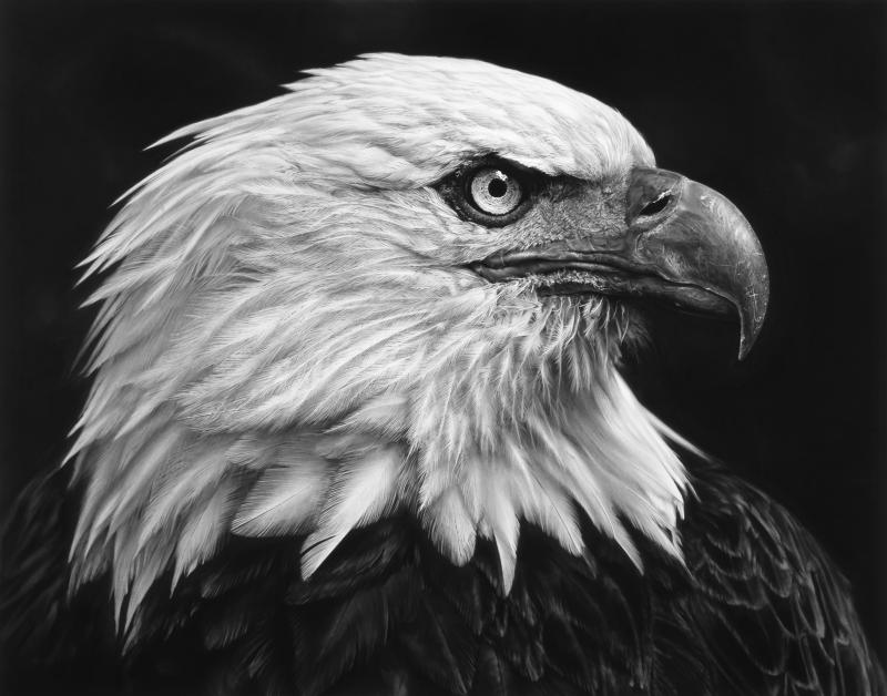 Robert Longo: Untitled (American Bald Eagle) 2017 Charcoal on mounted paper, 117,8 x 226,1 cm Ståhl Collection, Norrköping, Sweden © Robert Longo