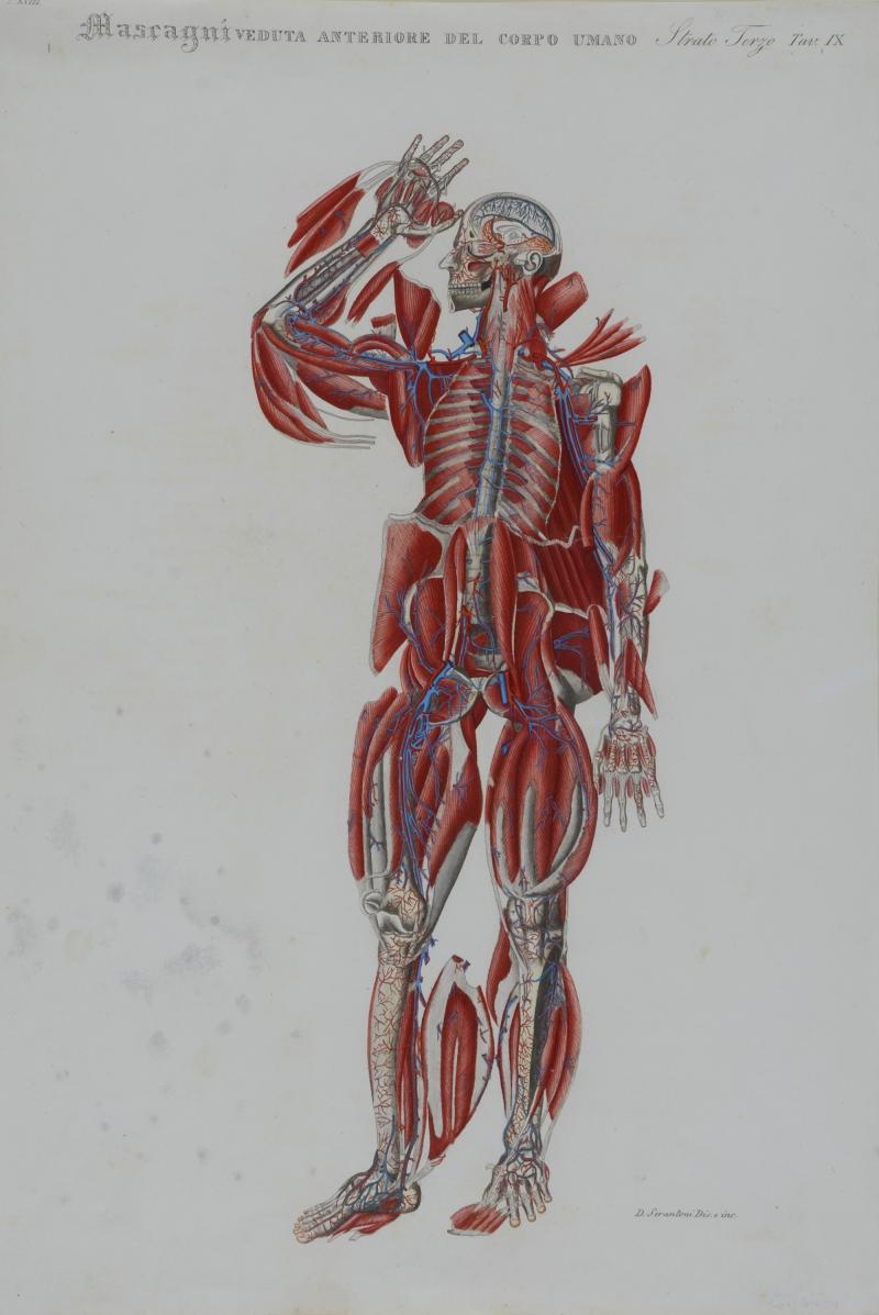 Muskelskelett, altaquarellierte Lithographie, Antonio Serantoni, aus: Paolo Mascagni, Prodromo della grande anatomia, Mailand 1821, Sammlung Frank, Stuttgart.