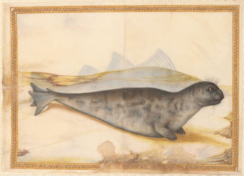 Naturstudie von Giorgio Liberale aus dem vor 1580 angefertigten Bilderalbum zur Tierwelt der Adria © Österreichische Nationalbibliothek