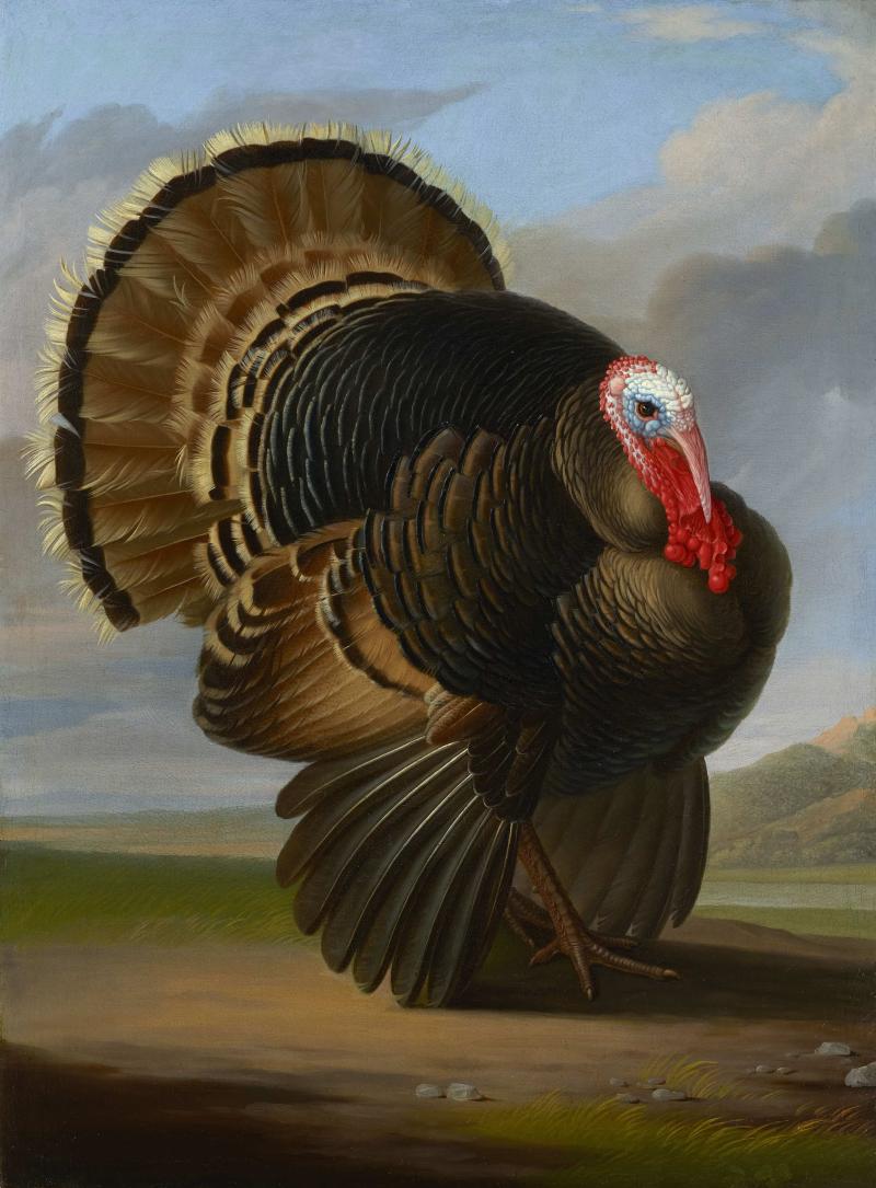 BAGSHAWE FINE ART, Wenzel Peter (Czech 1745-1829)  Wild Turkey  Oil on Canvas  38.5 x 28.5 inches