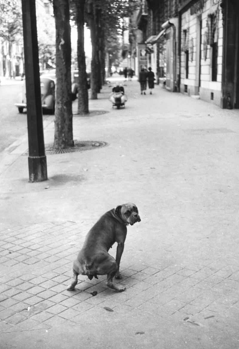 Paris, 1956 © Elliott Erwitt / Magnum Photos, courtesy of OstLicht. Gallery for Photography