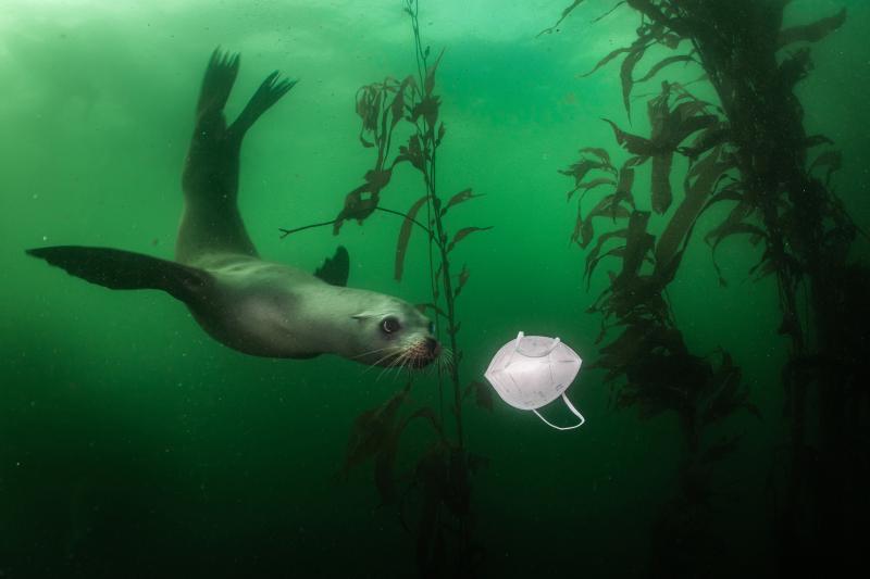 ENVIRONMENT, SINGLES, 1st Prize Title: California Sea Lion Plays with Mask © Ralph Pace, United States