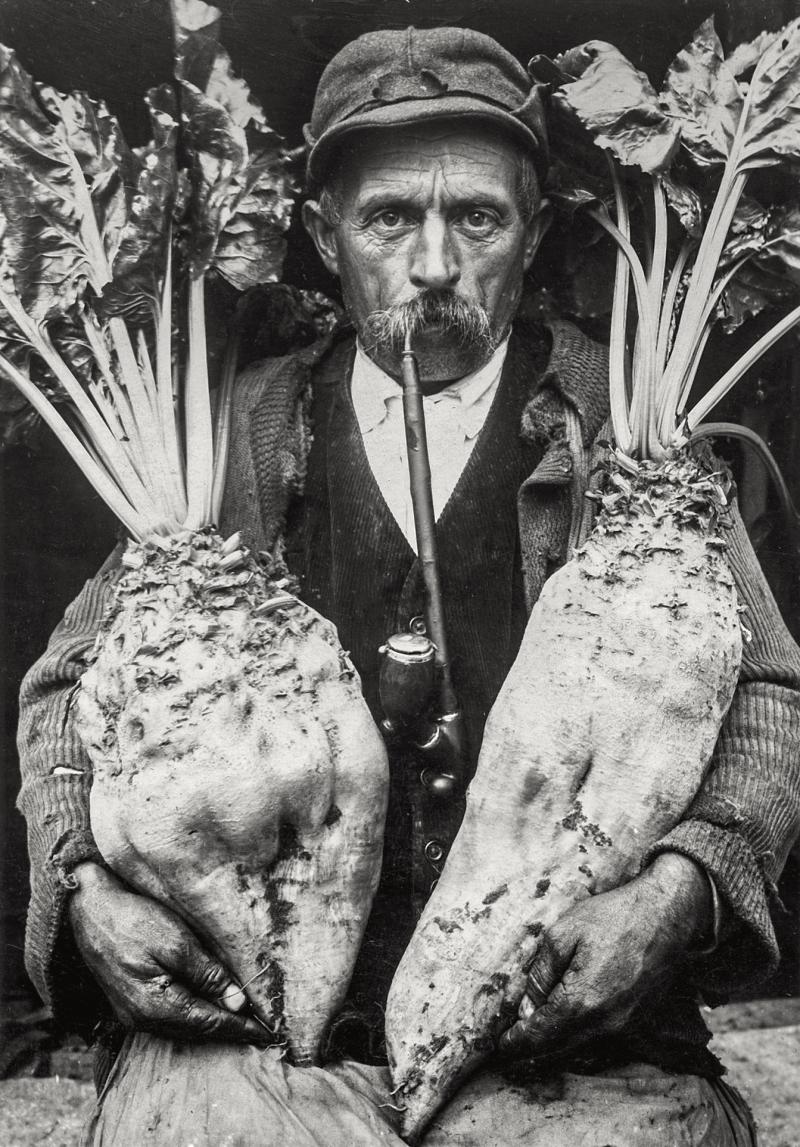 Rust, Bauer mit geernteten Burgunderrüben, 1931 (Foto: Franz Swoboda, Baden bei Wien / Quelle: Burgenländisches Landesarchiv, Fotosammlung)