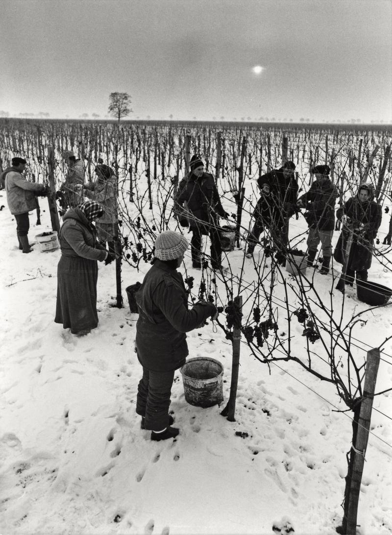 Illmitz/Podersdorf, Eisweinernte, vor 1992 (Foto: Rudolf Herbert Berger / Quelle: Burgenländisches Landesarchiv, Fotosammlung)