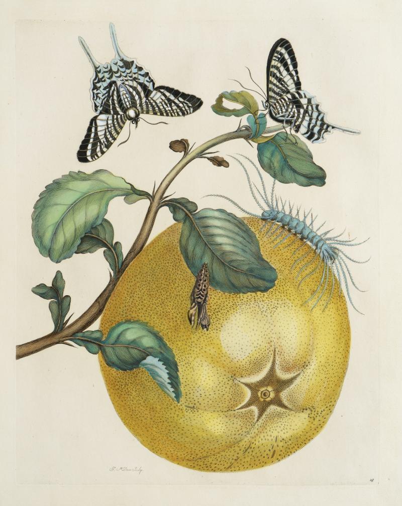 Maria Sibylla MERIAN Surinam Pampelmuse, kunstkabinett-strehler.de