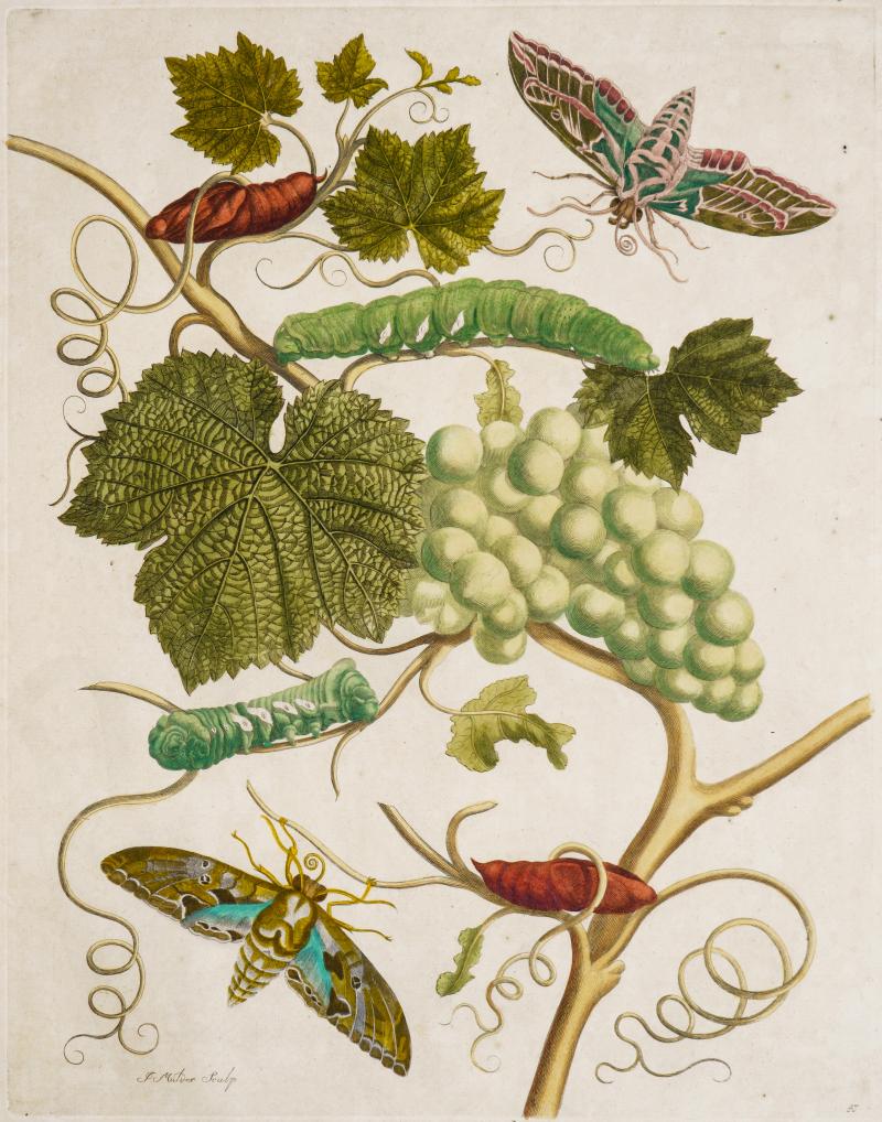 Kunstkabinett Strehler, Stand 31b – Maria Sibylla Merian (1647 Frankfurt / Main – 1717 Amsterdam) Weißer Wein, 38 x 28 cm Original-Kupferstiche aus „Insekten Surinams“, altkoloriert von Maria Sibylla Merian, Amsterdam 1705